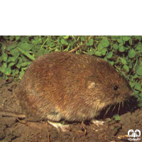 گونه ول خراسانی Middle East Vole